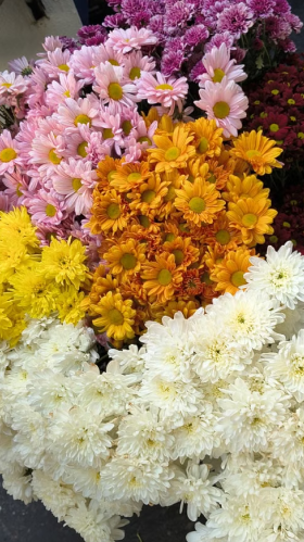 Bunga ASTER — varian PUTIH, MERAH, PINK, KUNING
