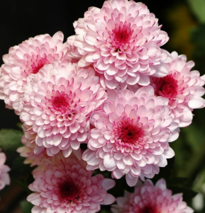 Bunga ASTER LOLIPOP