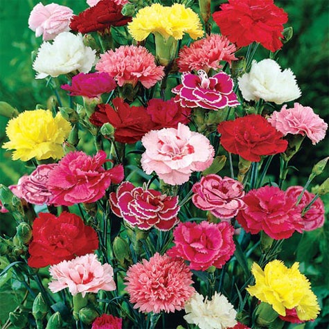Bunga CARNATION