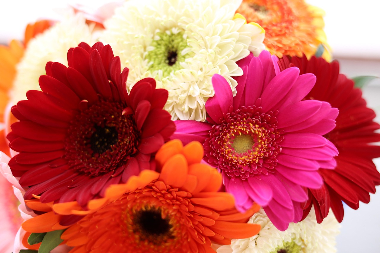 Bunga GERBERA