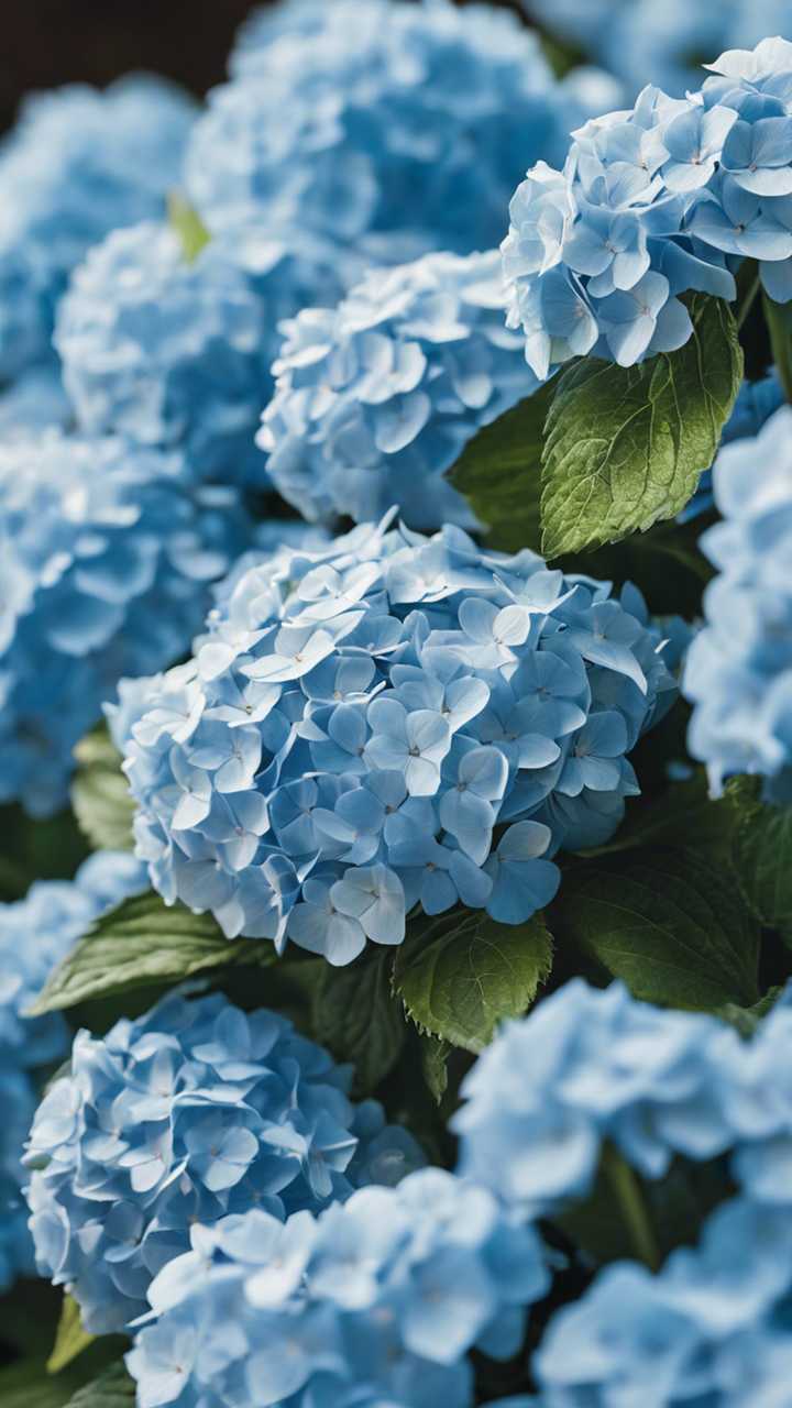Bunga HYDRANGEA