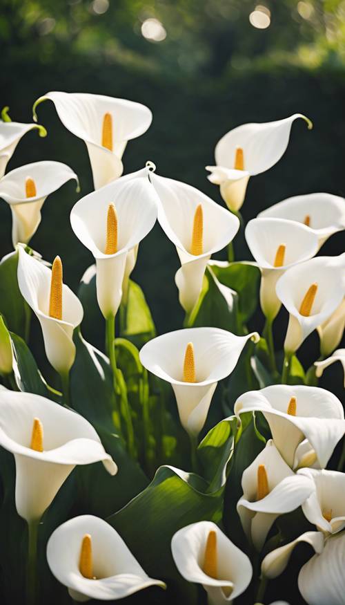 Bunga LILY