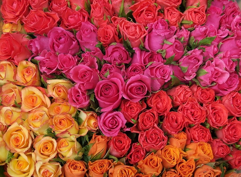 Bunga MAWAR — varian PUTIH, MERAH, PINK, KUNING