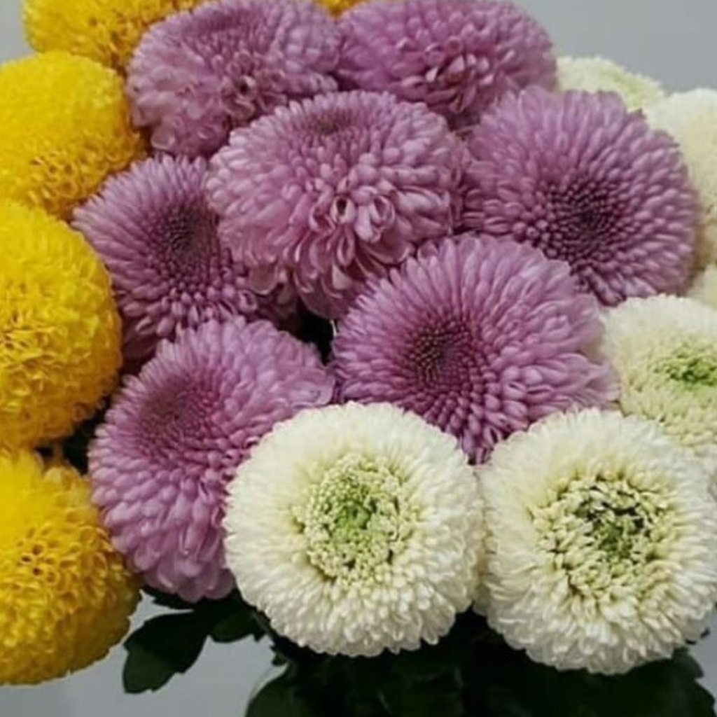 Bunga POMPOM
